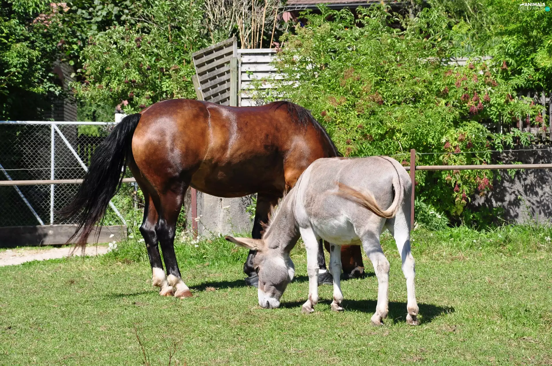 Meadow, Donkey, Horse
