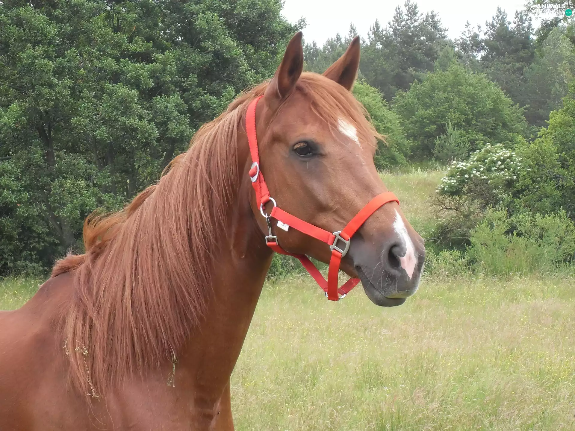 halter, Meadow, horse, Red, Head
