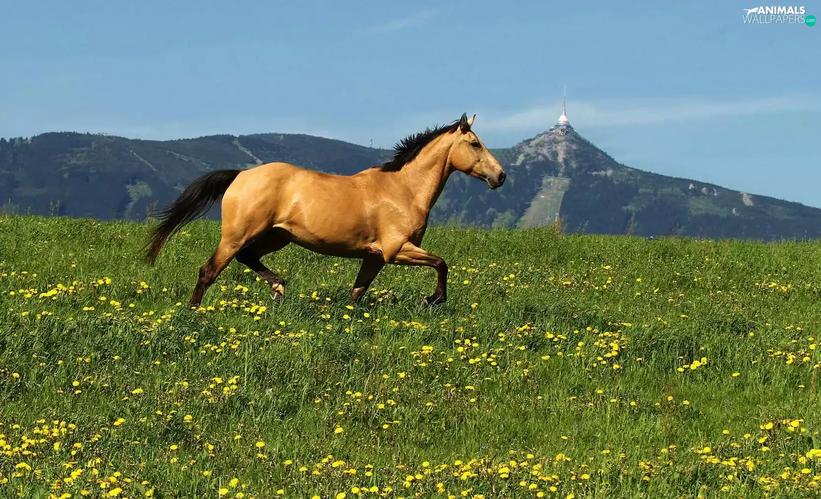 Horse, Flowers, Mountains, Meadow