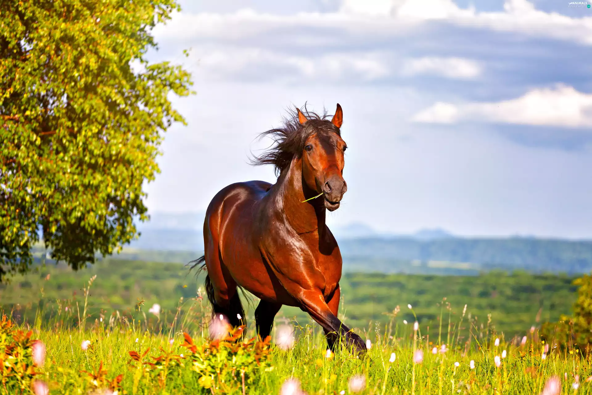 Horse, trees, summer, Meadow