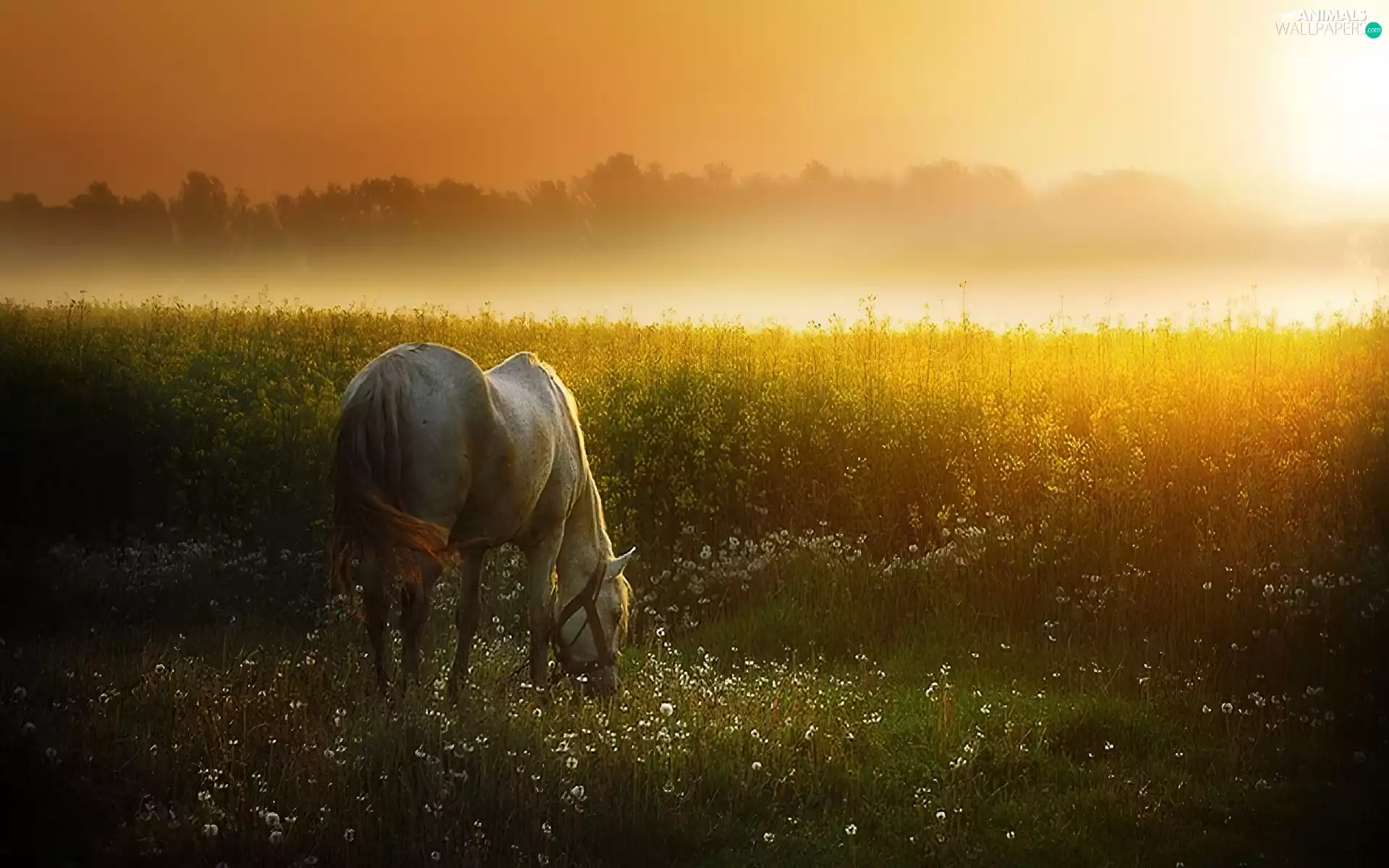 Horse, west, sun, Meadow
