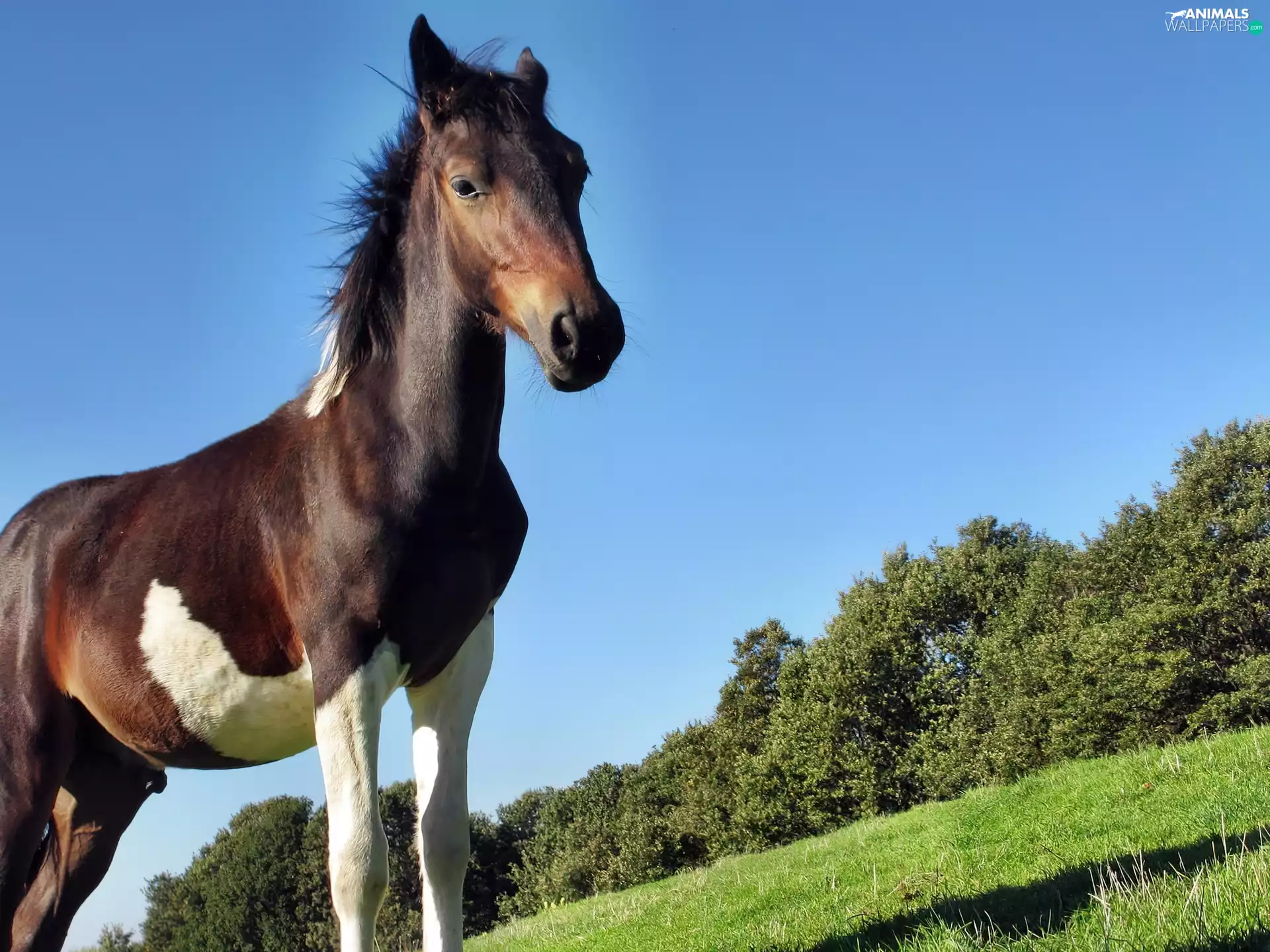 Horse, trees, viewes, Meadow