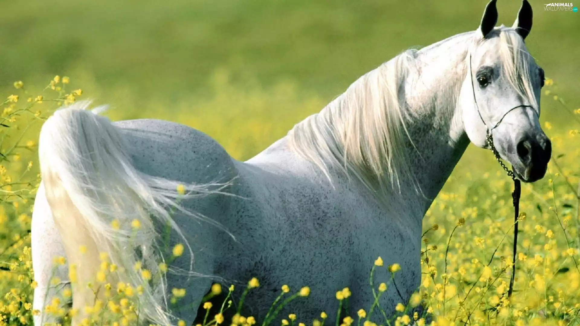 Meadow, White, Horse