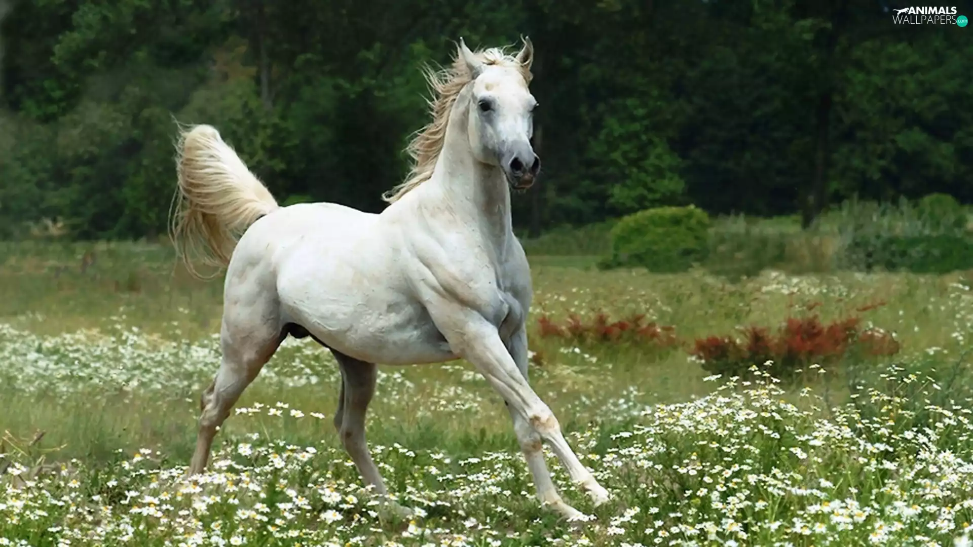 Meadow, White, Horse