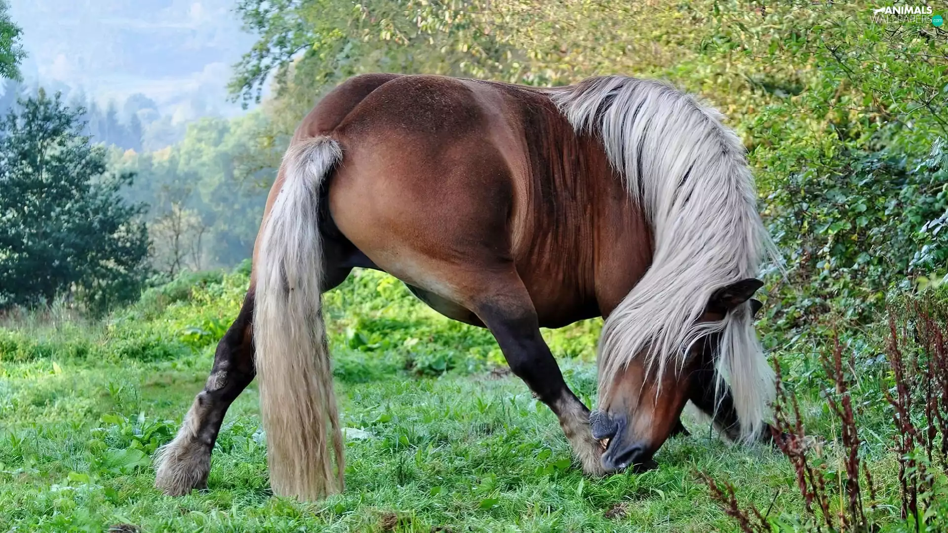 Meadow, Horse, hough