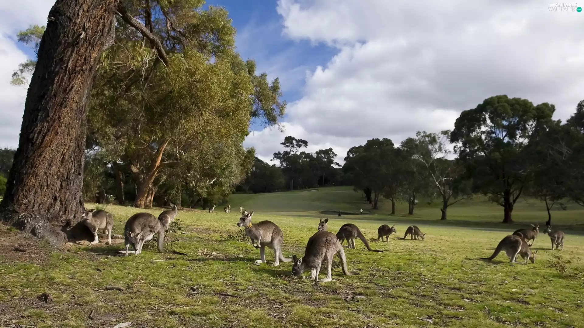 kangaroo, trees, viewes, Meadow