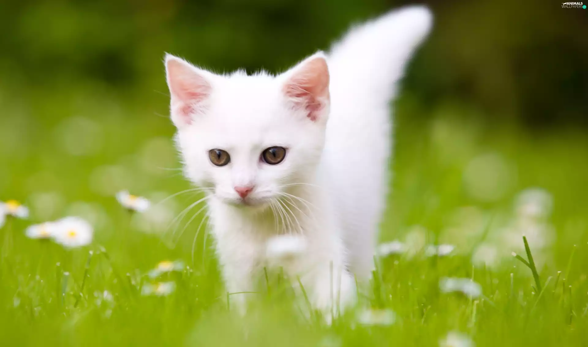 Meadow, White, kitten