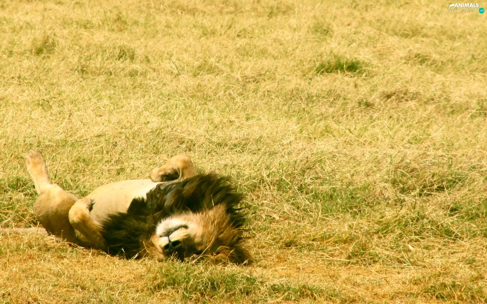 Meadow, lying, Lion