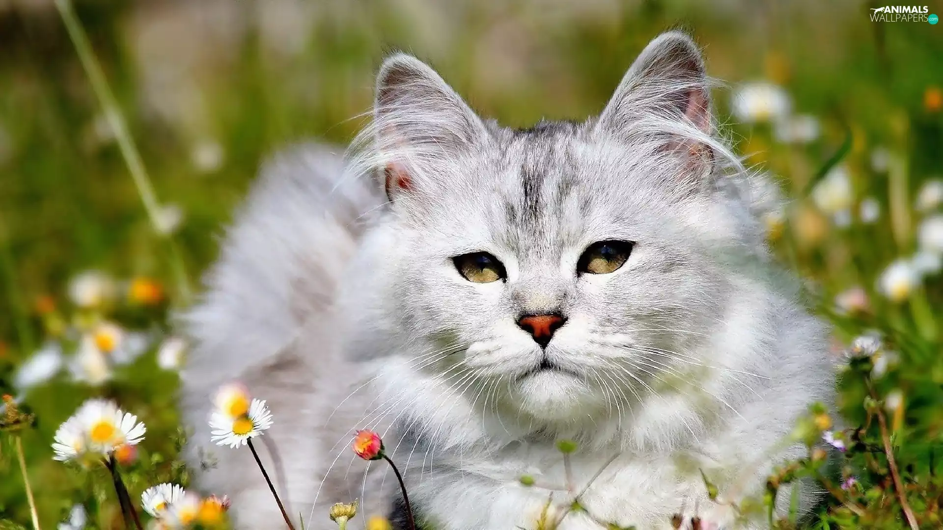 daisies, Meadow, Maine Coon Cat