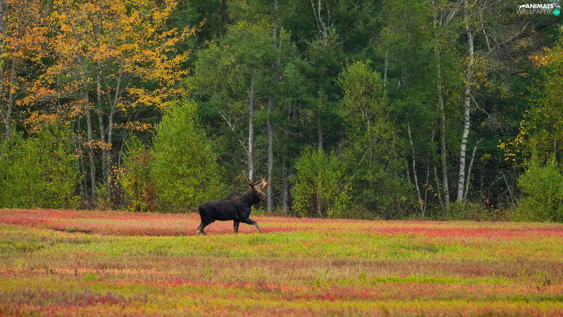 Meadow, trees, autumn, viewes, forest, car in the meadow, moose