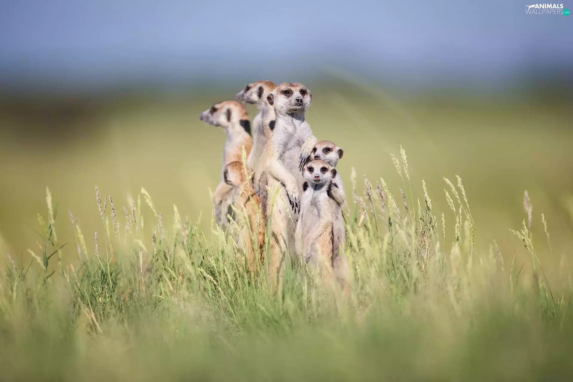 Meadow, Family, meerkats