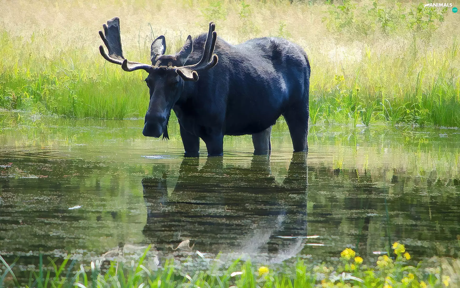 moose, grass, water, Meadow