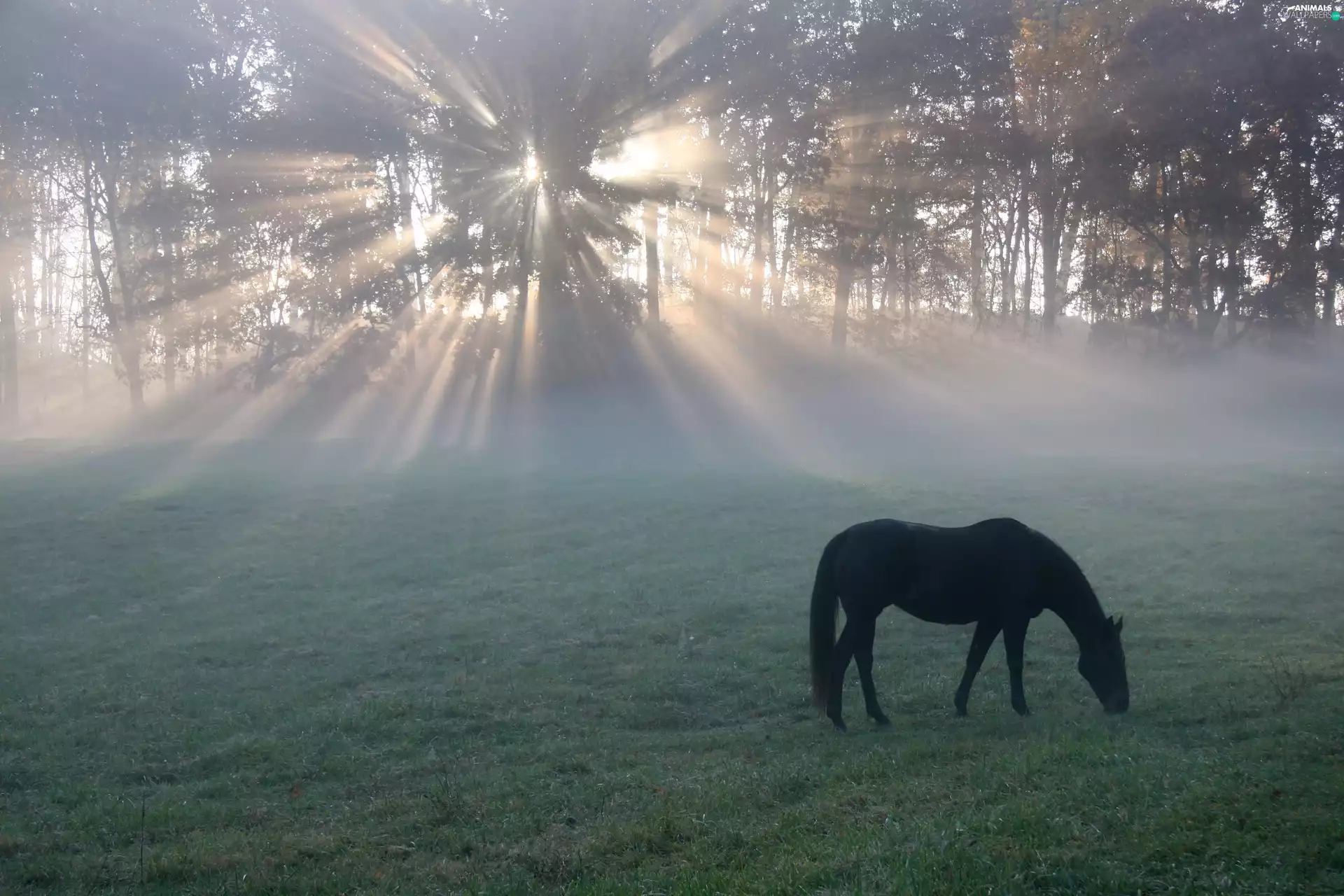 sun, Meadow, morning, rays, Horse