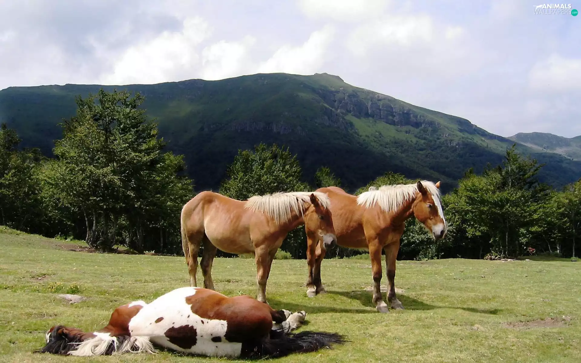Meadow, bloodstock, Mountains