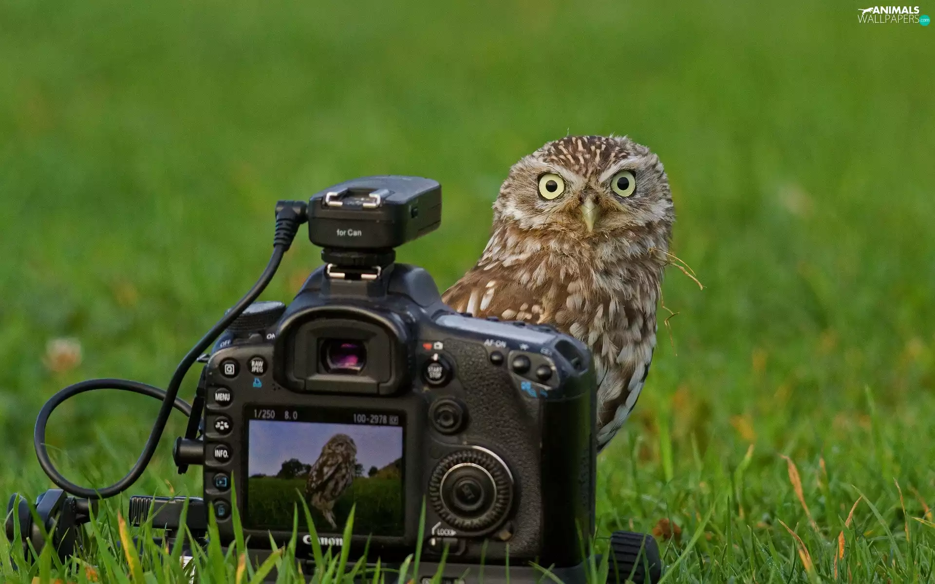 owl, Camera, photographic, Meadow
