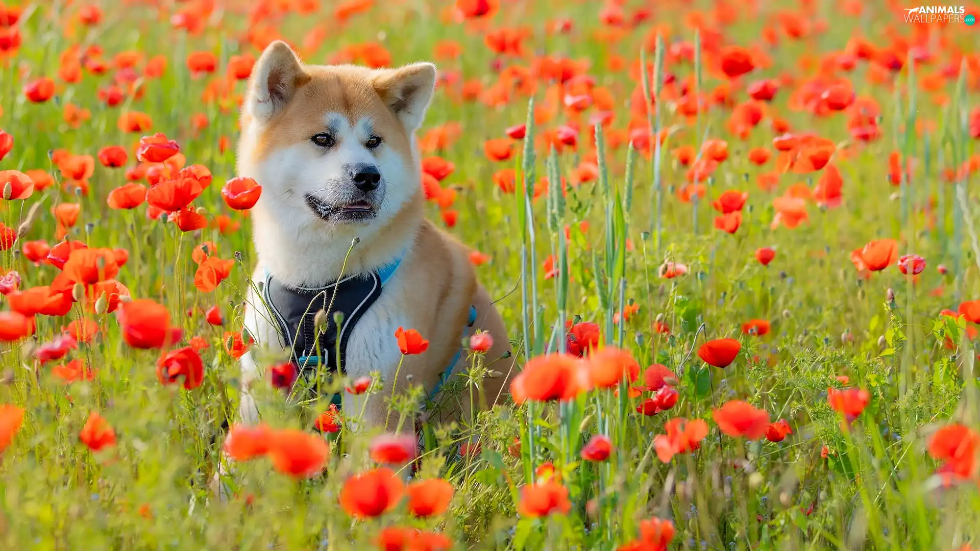 dog, Meadow, papavers, Akita Inu
