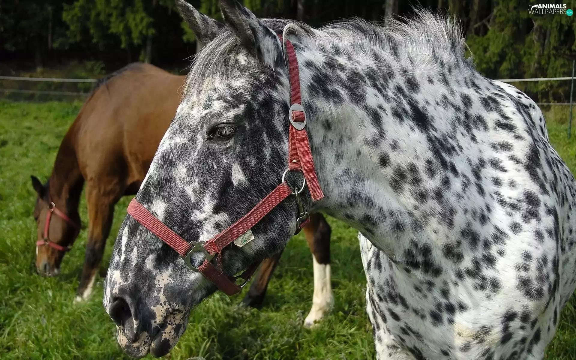 Meadow, bloodstock, pasturage