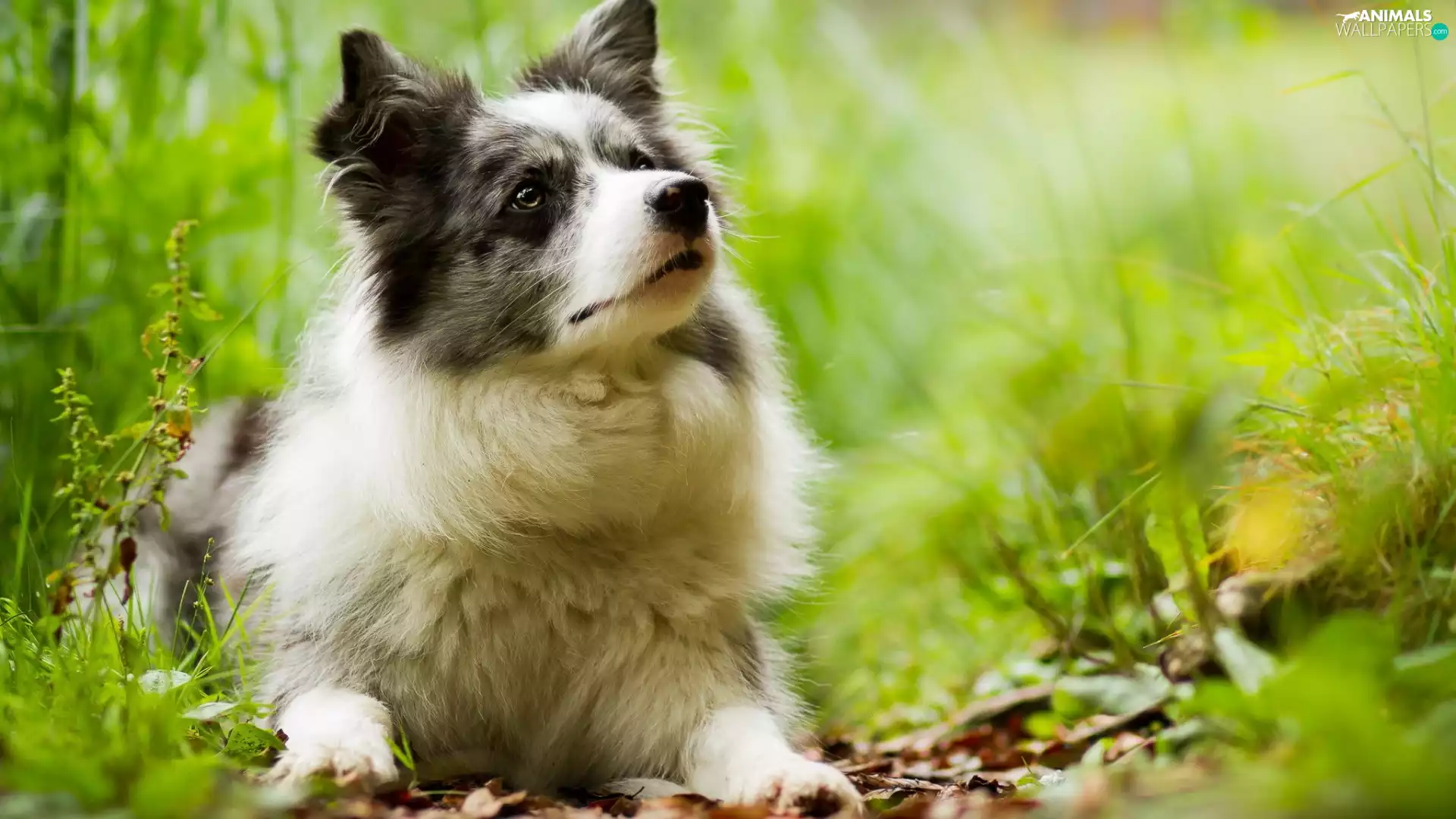 Plants, Border Collie, Meadow