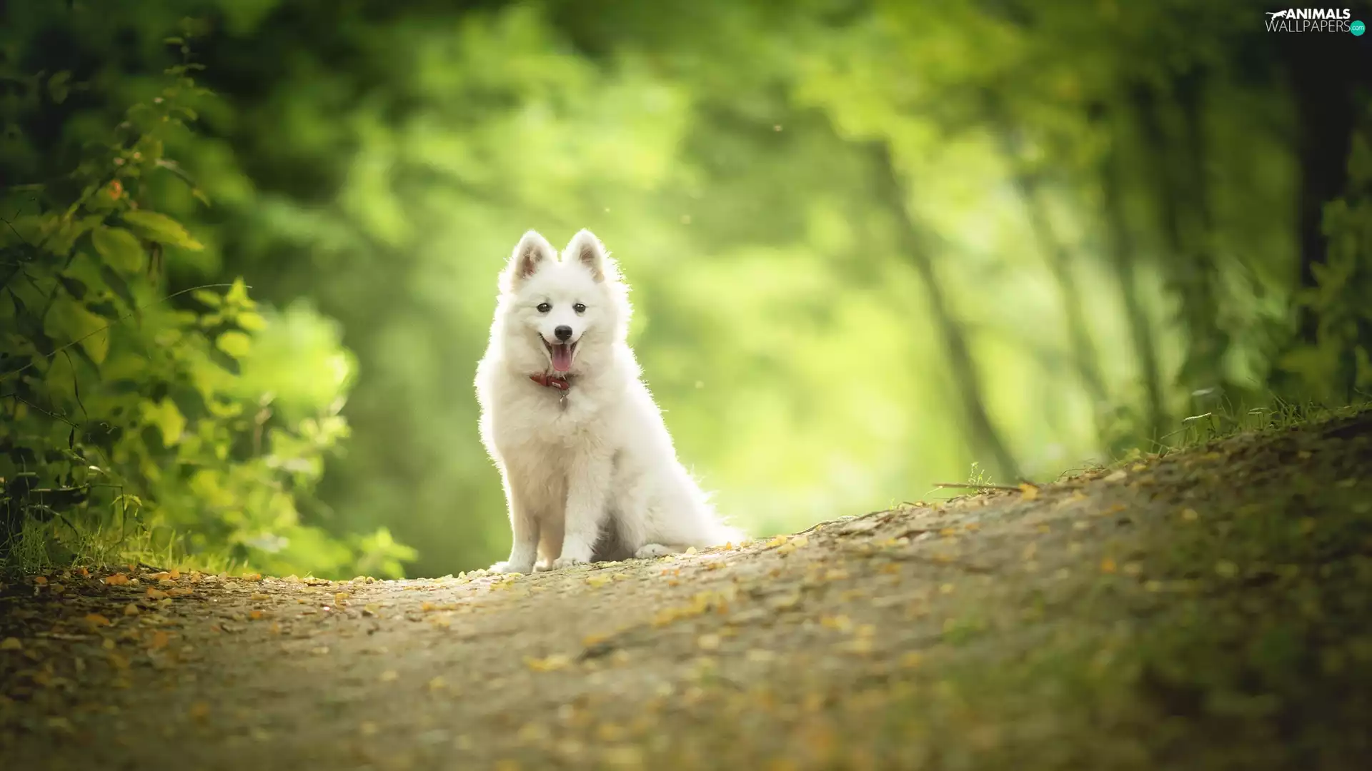 car in the meadow, dog, point