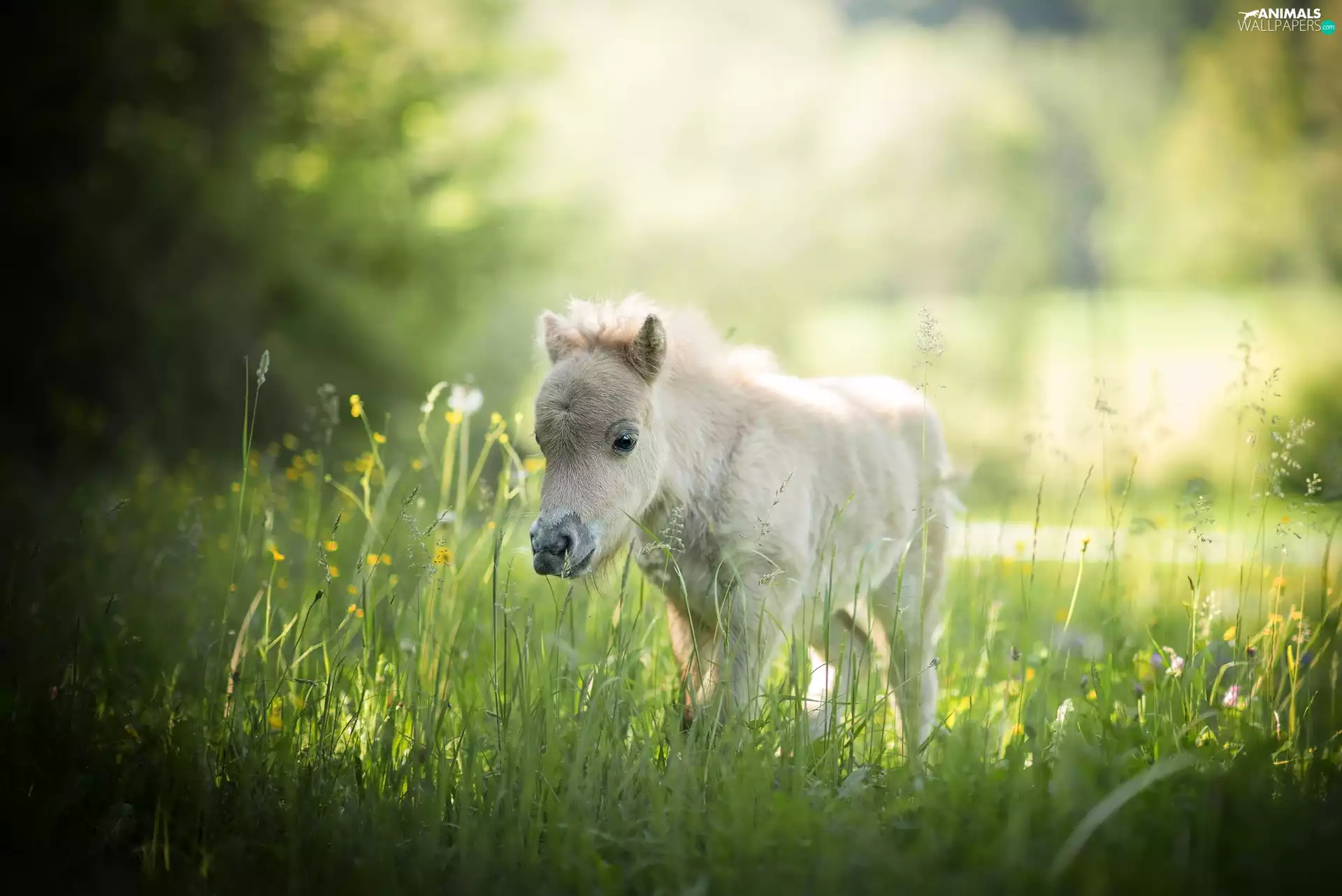 Meadow, Horse, pony