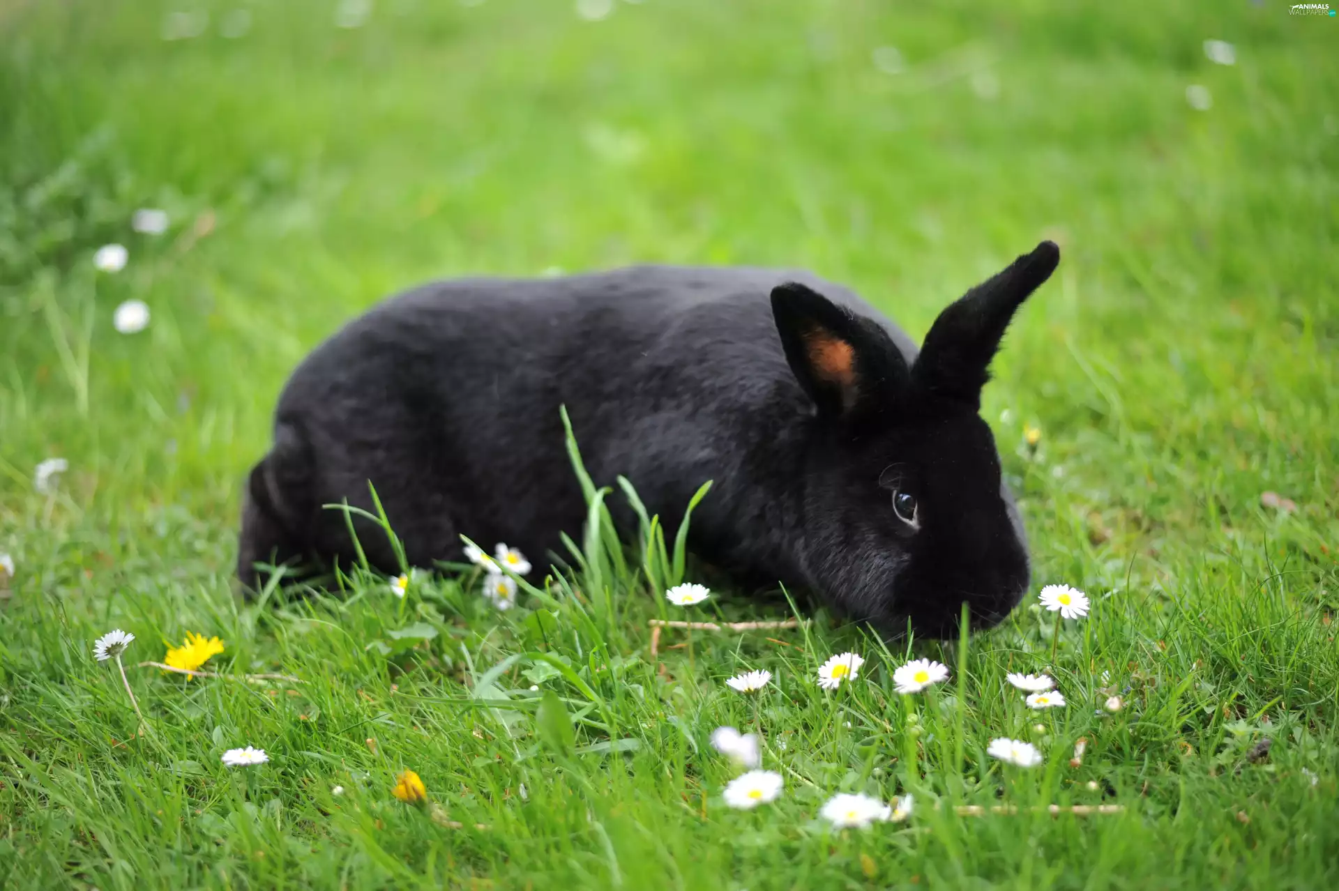Meadow, Black, Rabbit