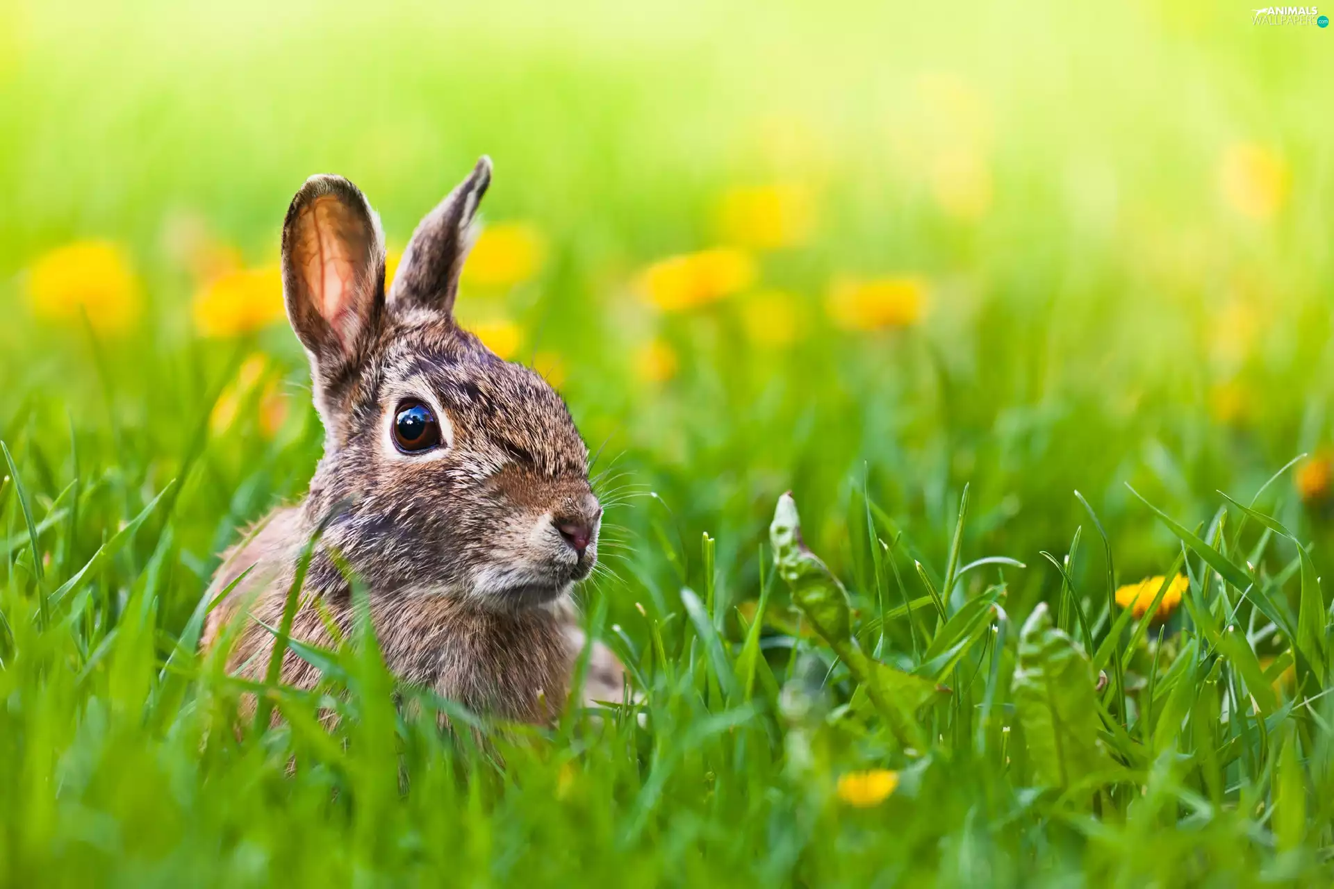 Rabbit, Stalked, ears, Meadow
