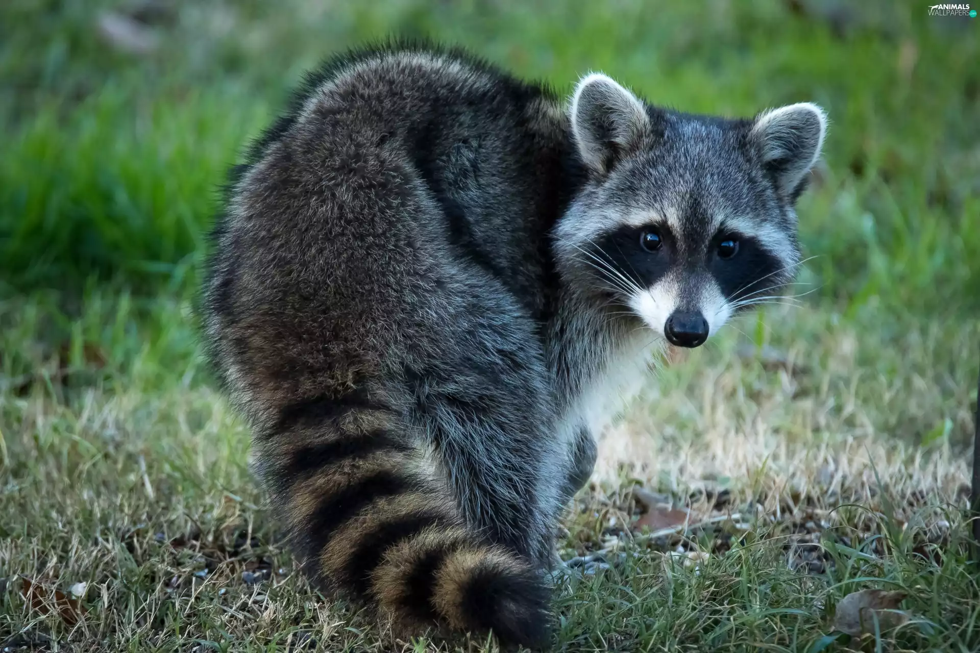 Meadow, raccoon, raccoon