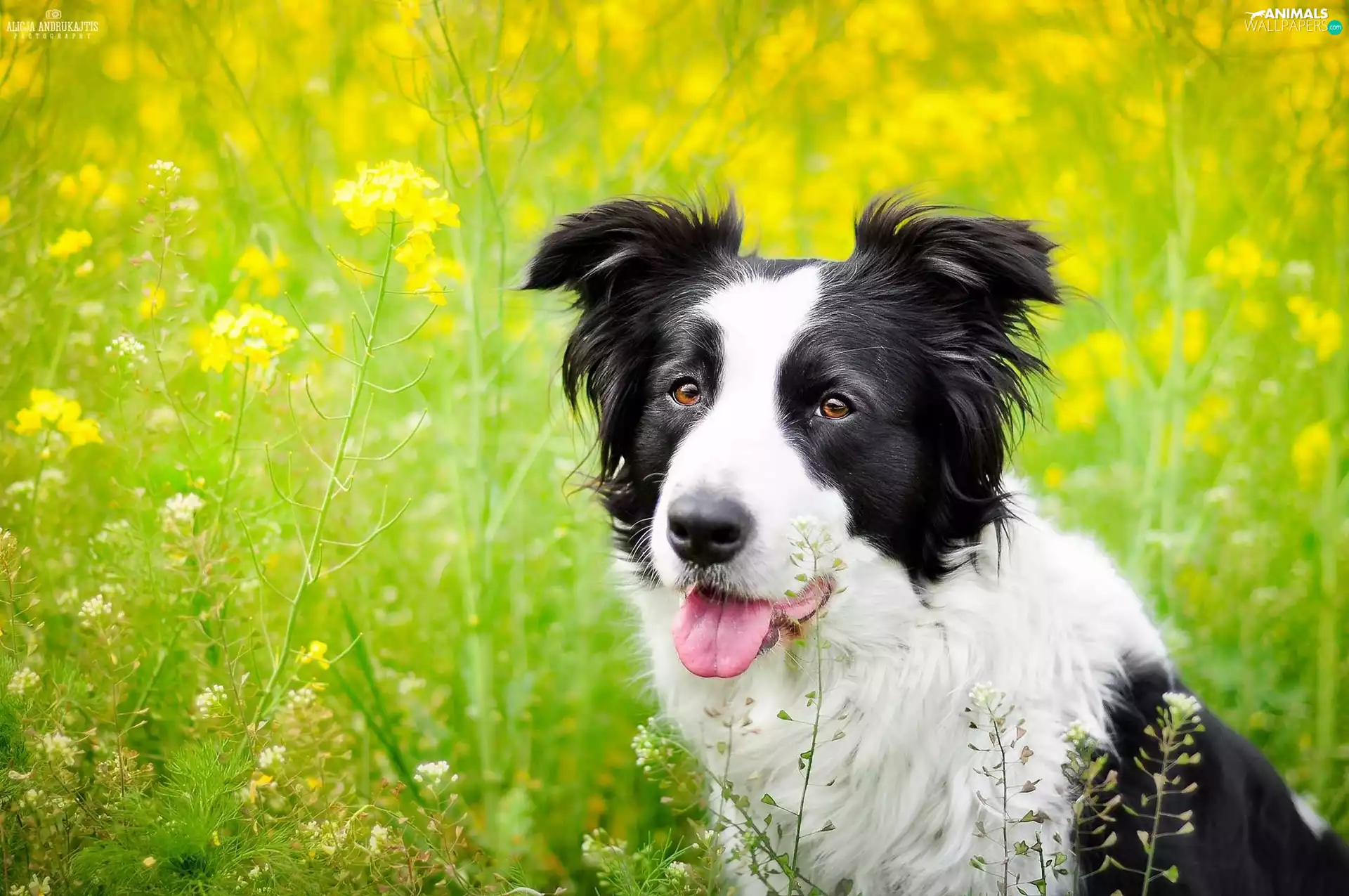 dog, Meadow, rape, Border Collie