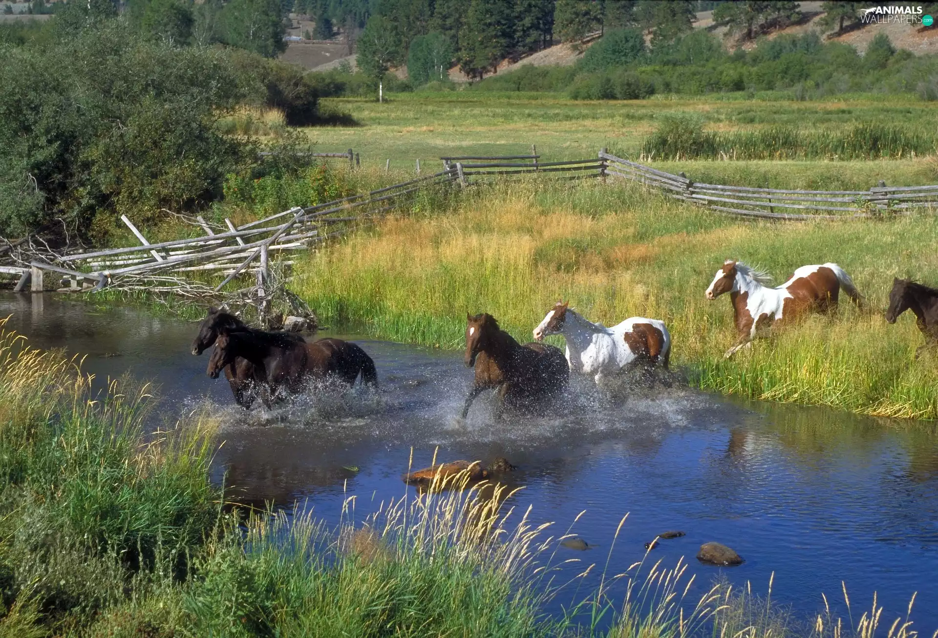 Meadow, bloodstock, River