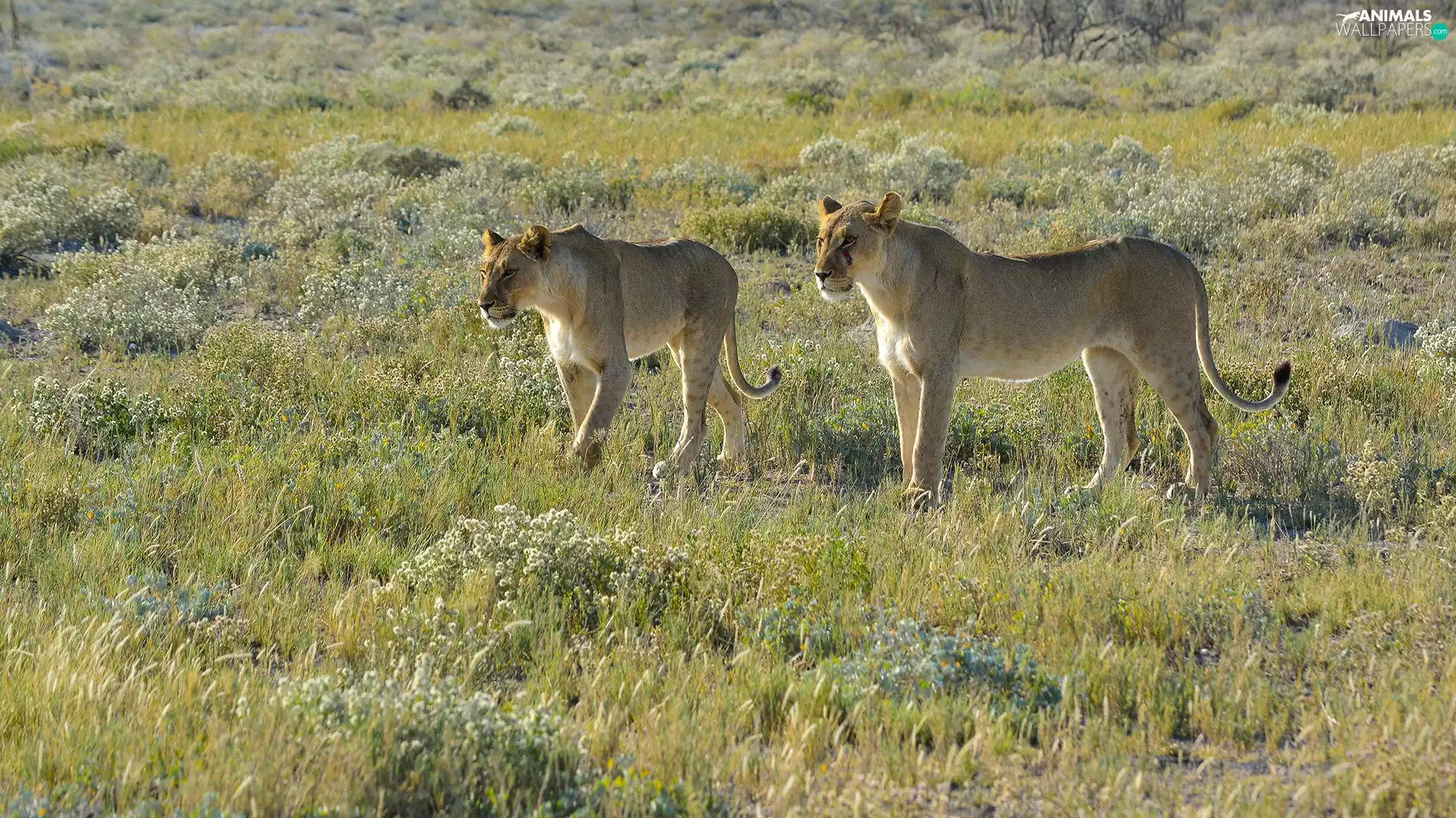 Meadow, lionesses, savanna