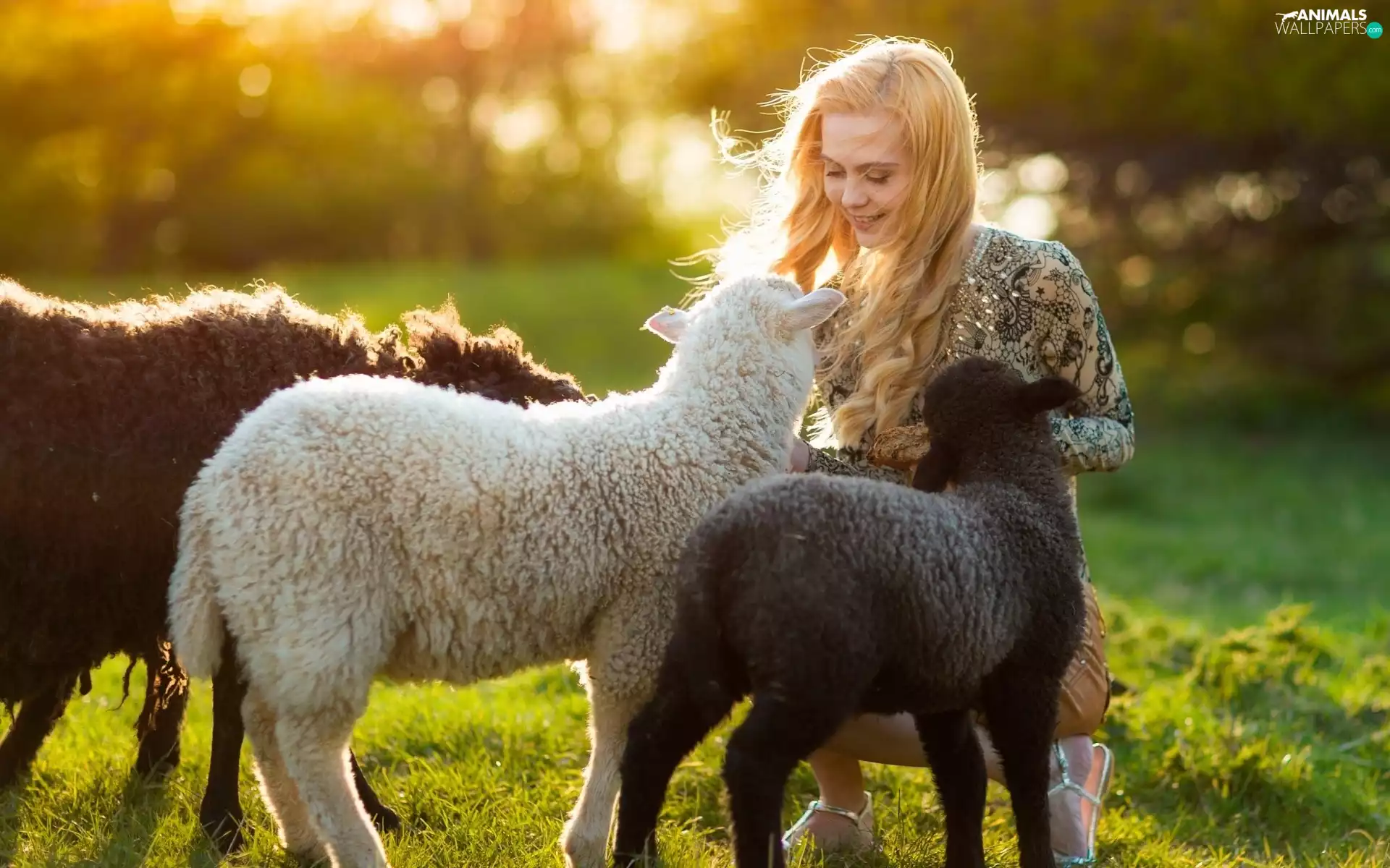 Meadow, girl, sheep