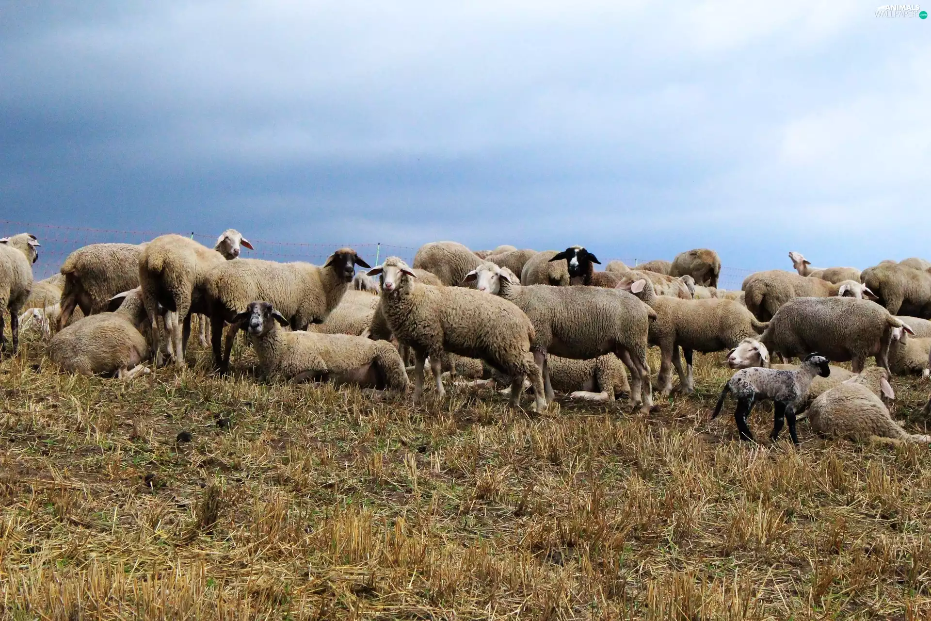 Meadow, herd, sheep