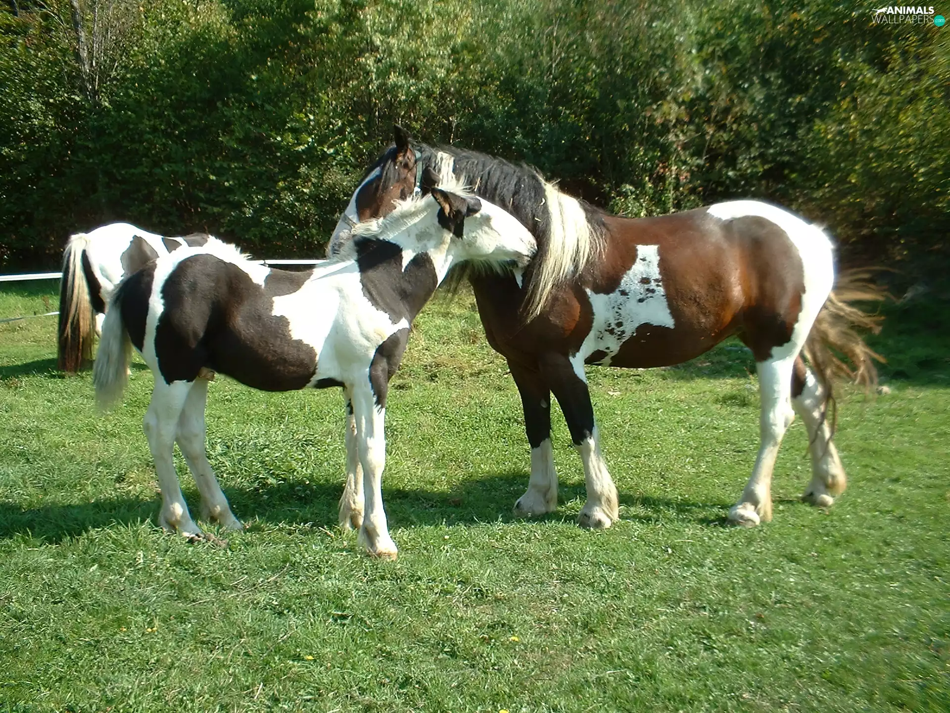 Meadow, bloodstock, Steam