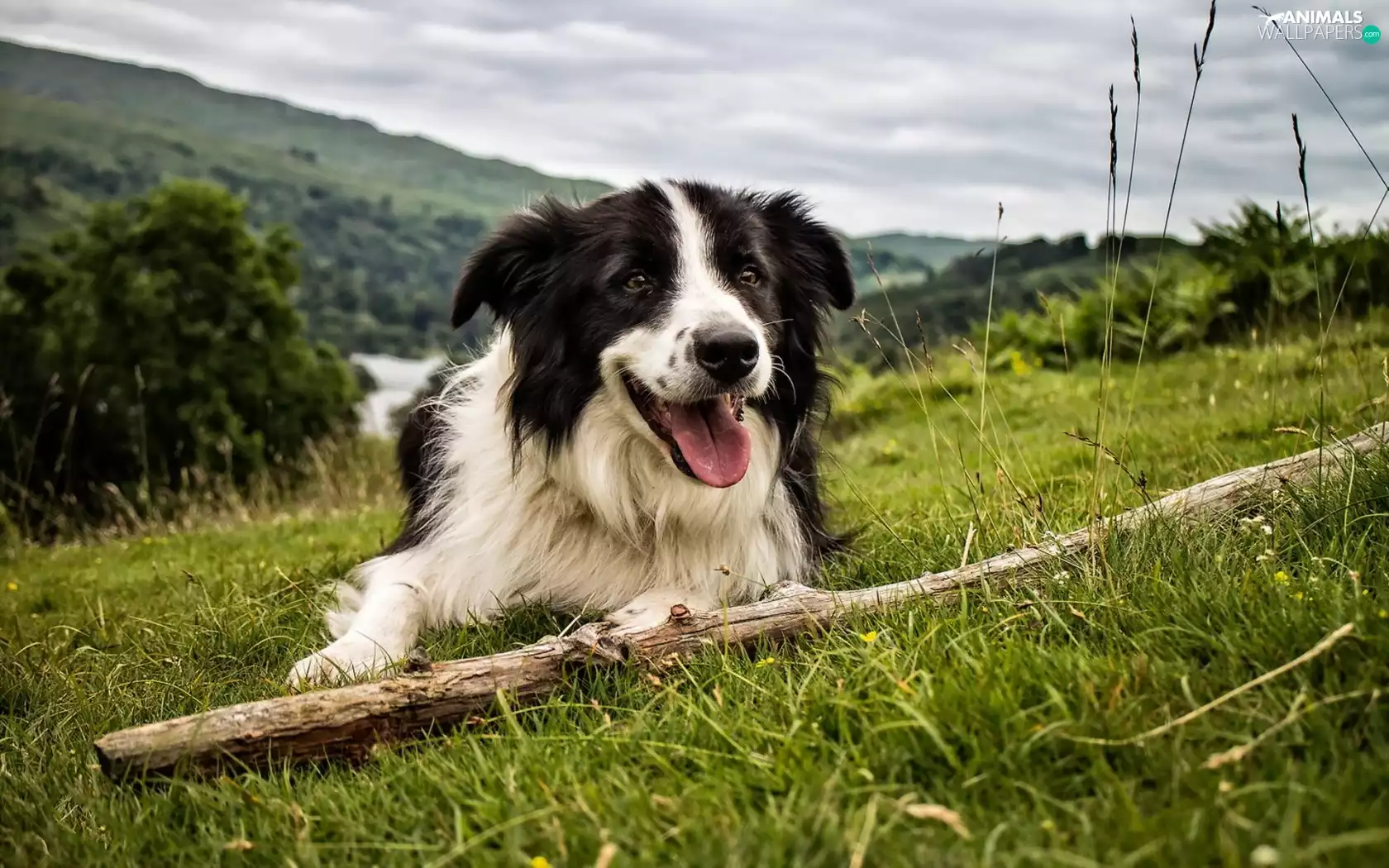 Stick, Border Collie, Meadow