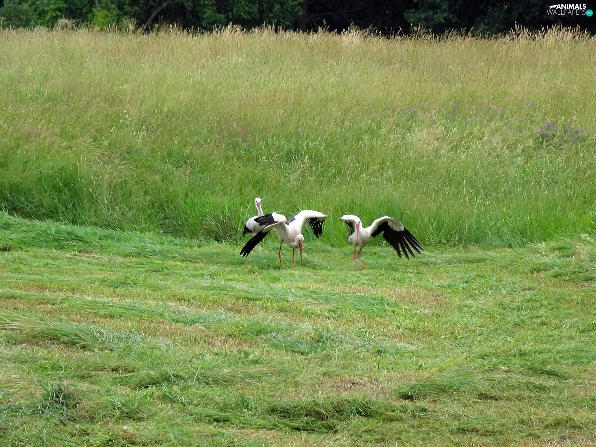 Meadow, birds, Storks