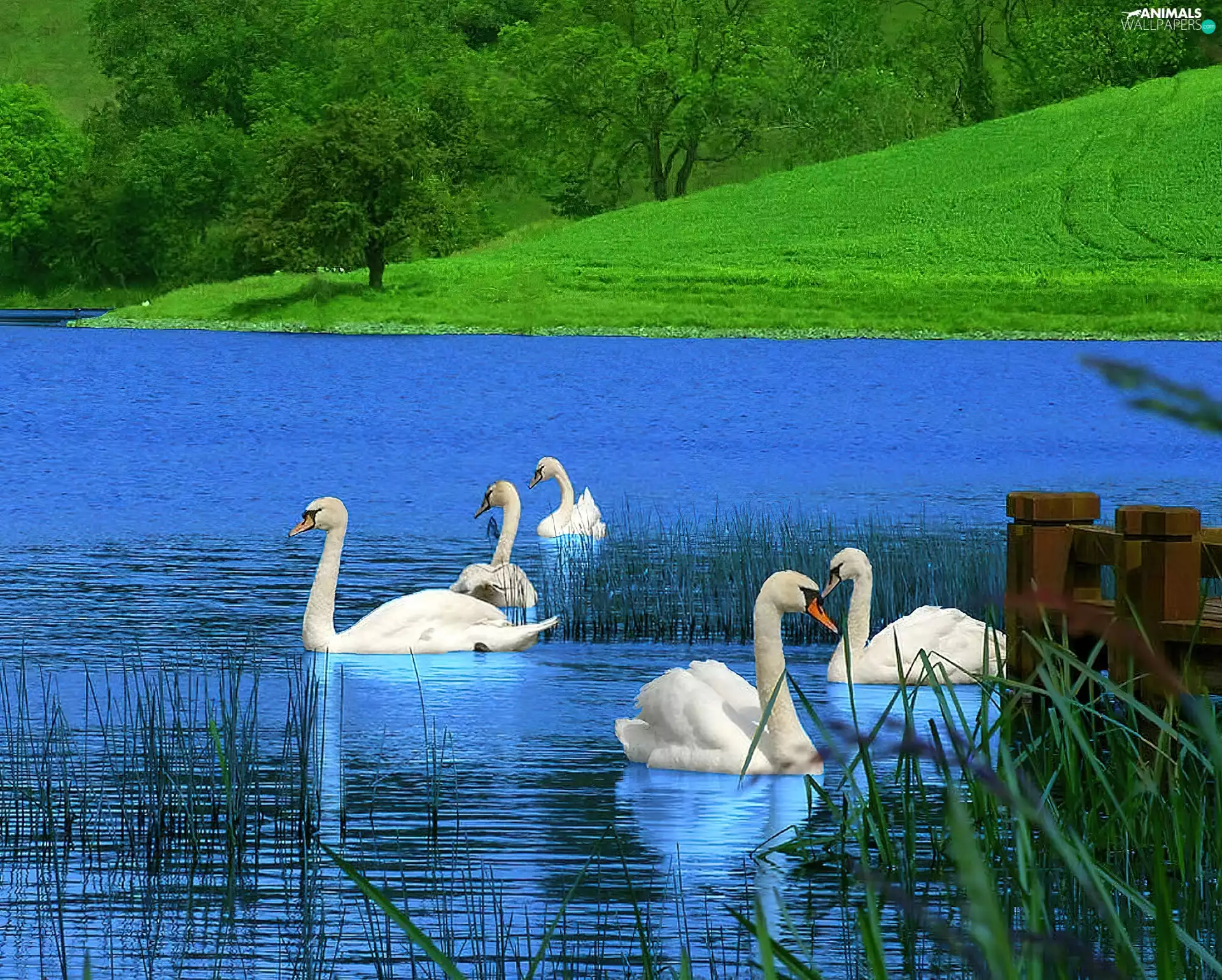 Meadow, lake, Swan