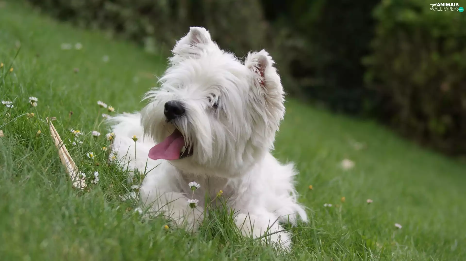 Meadow, White, terrier