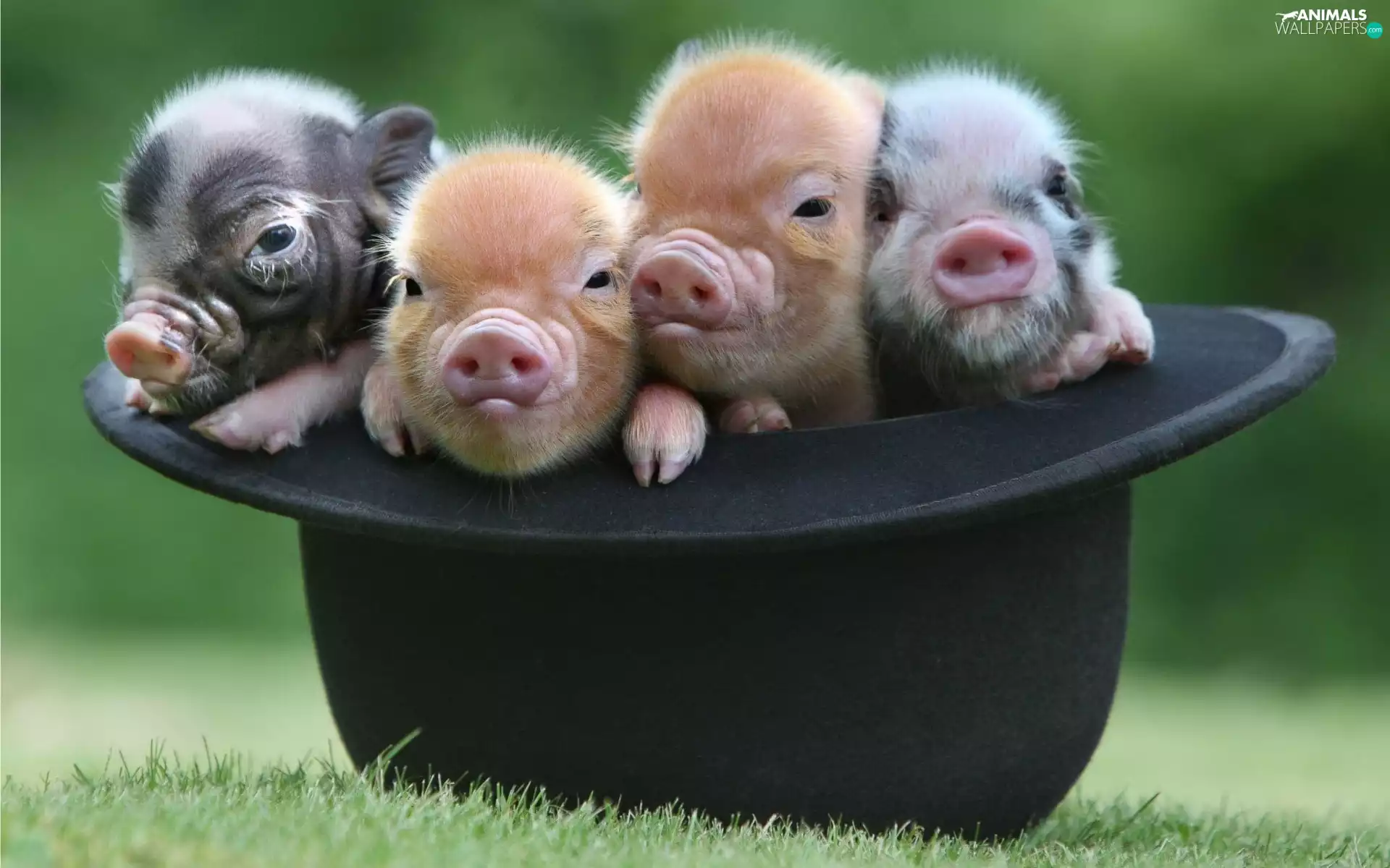 Hat, Meadow, tiny, mumps, four