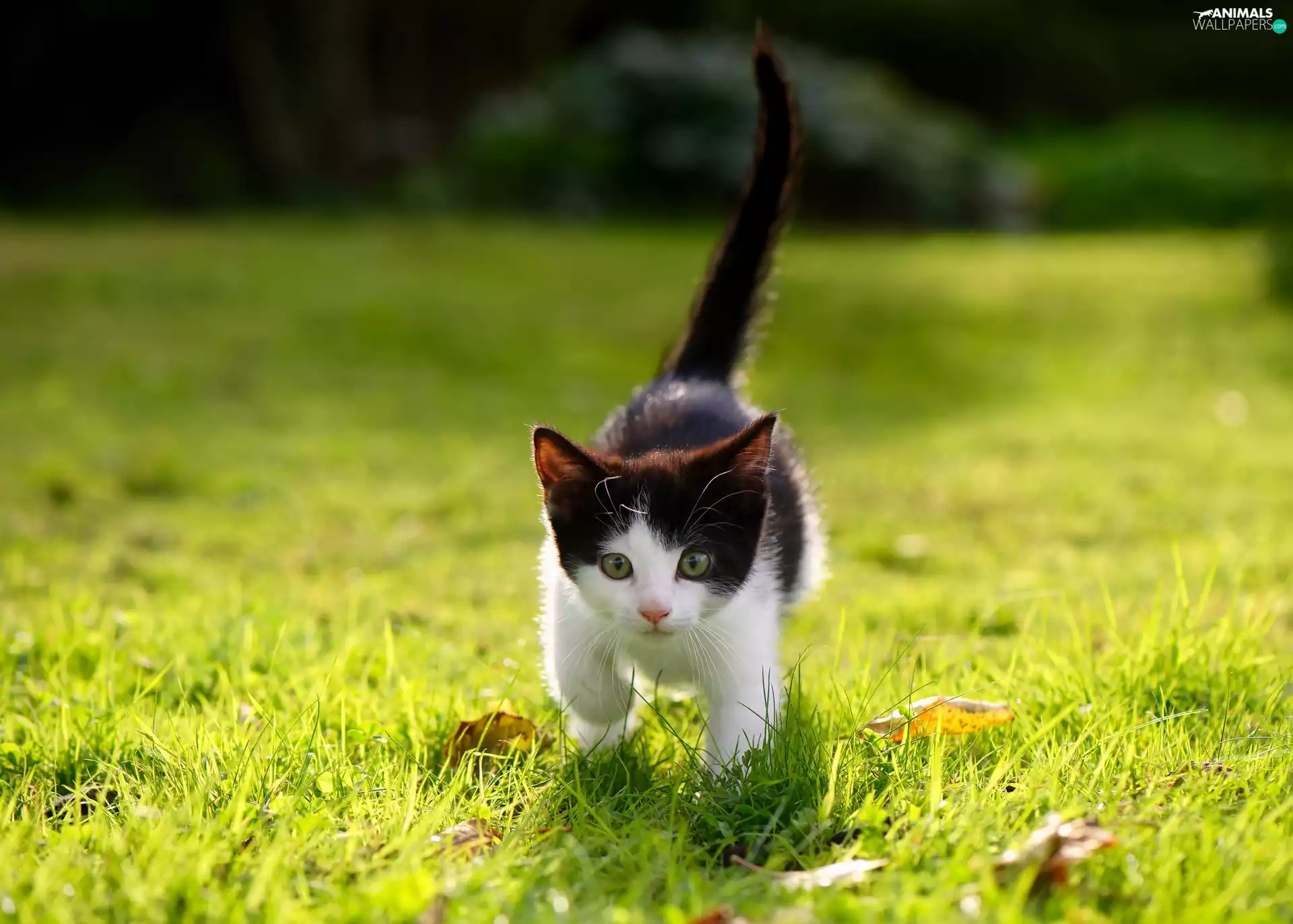 kitten, Meadow, White, honeyed, black