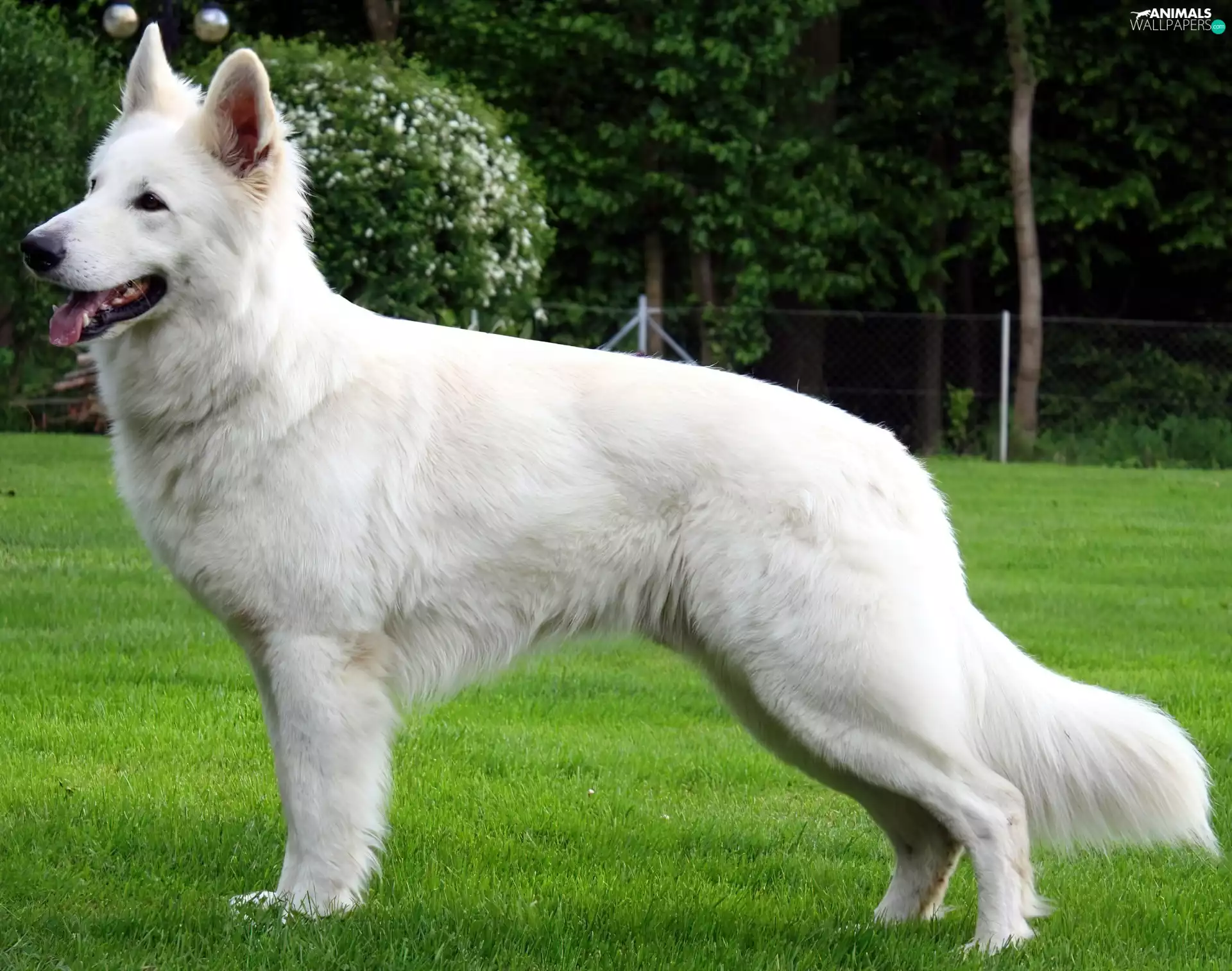 White Swiss Shepherd, Meadow