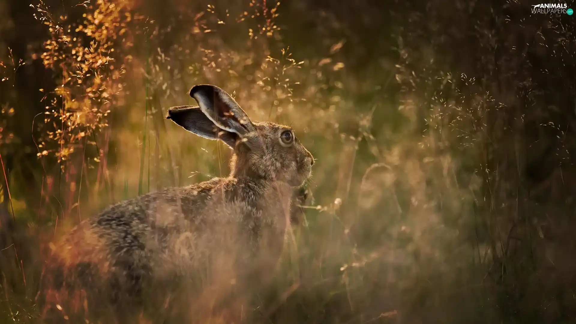 grass, Wild Rabbit, Meadow