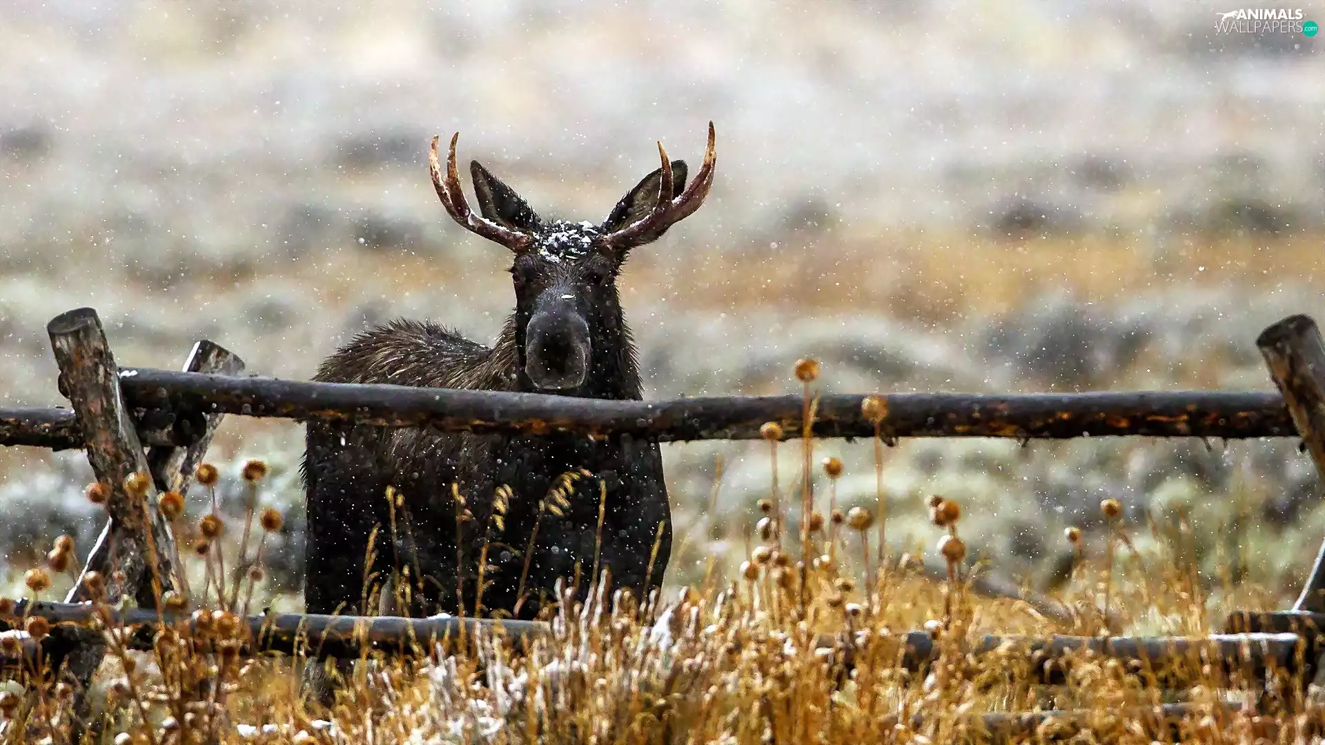 winter, fence, moose, Meadow