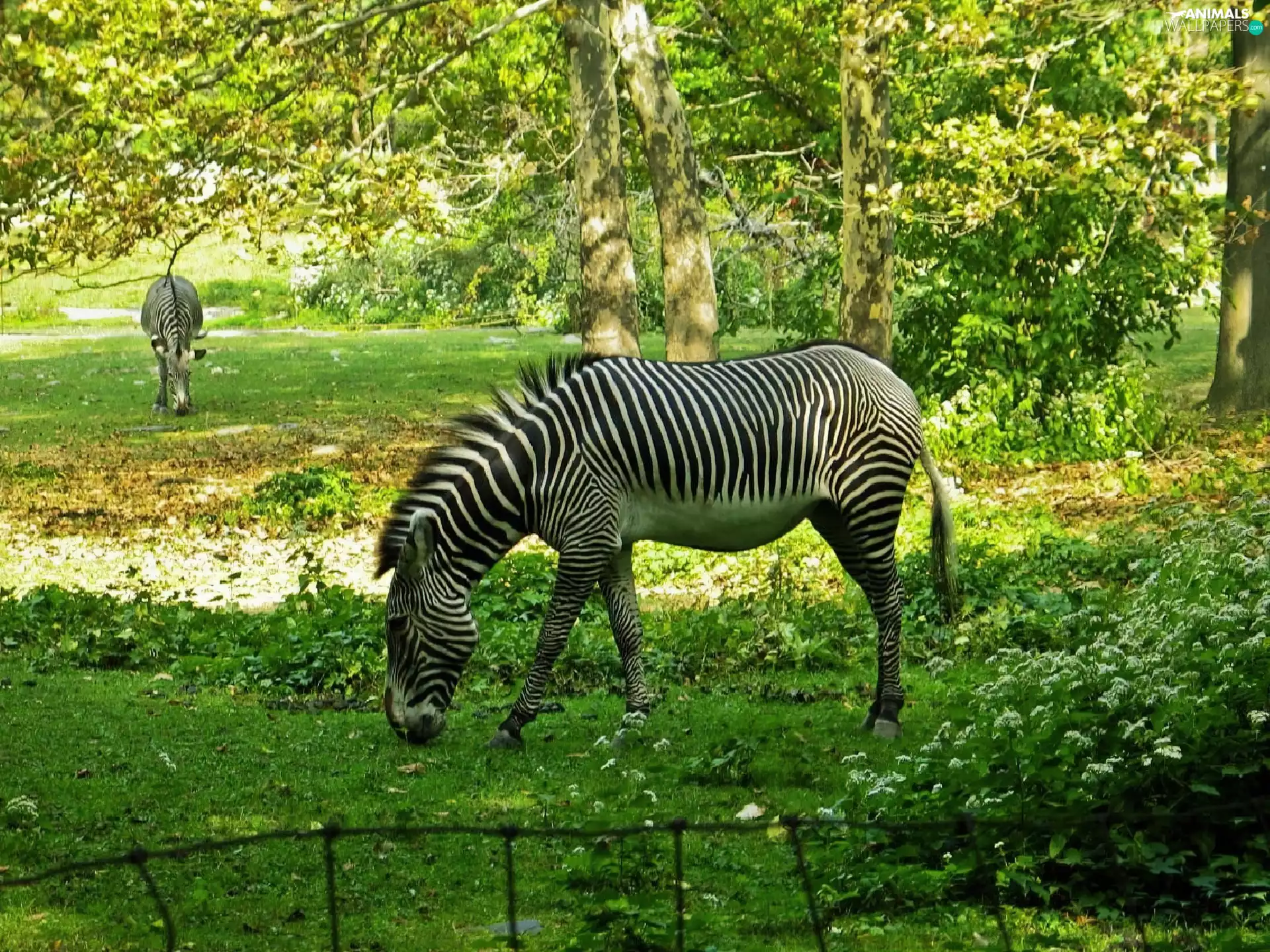 zebra, trees, viewes, Meadow
