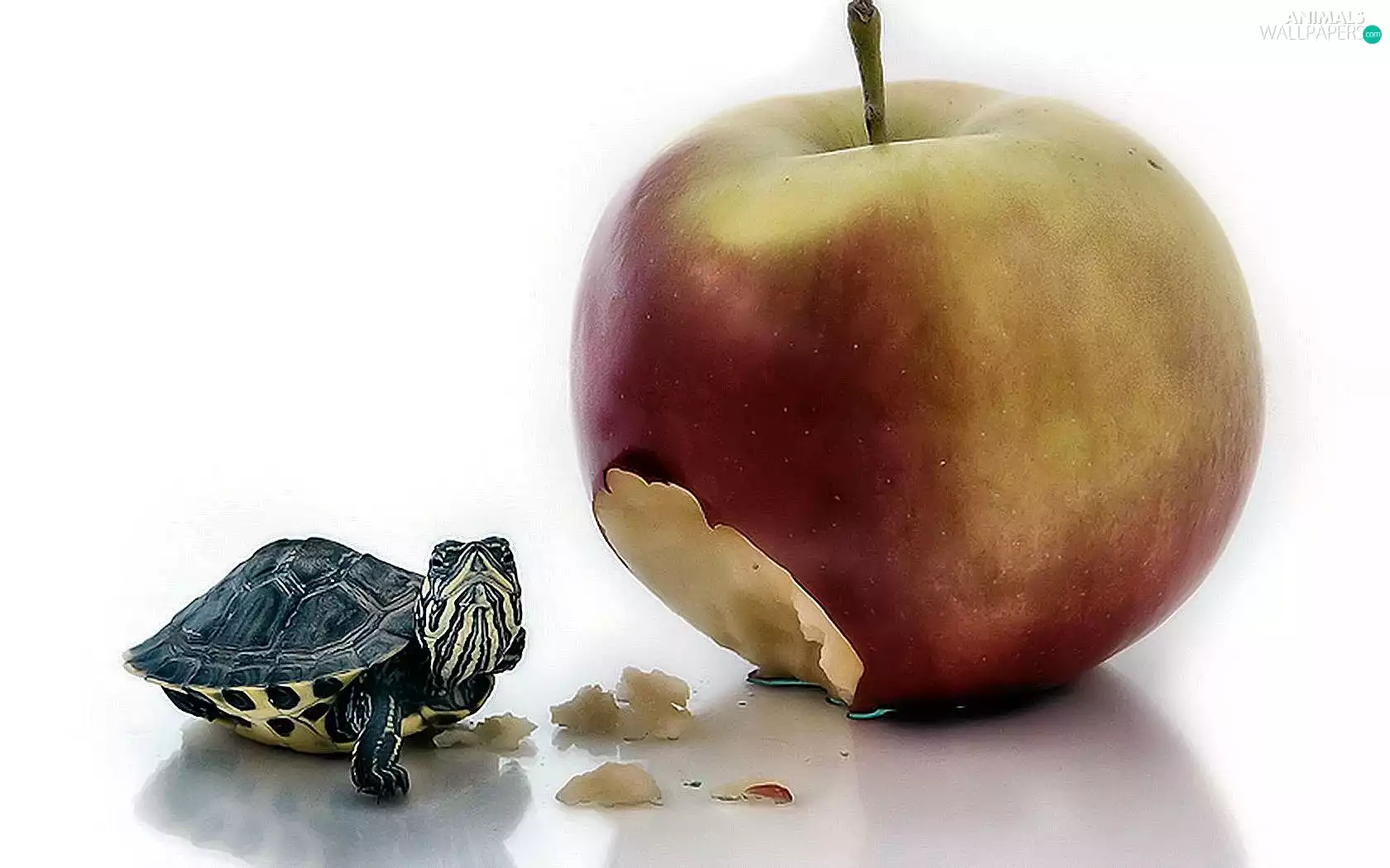 meal, turtle, Apple