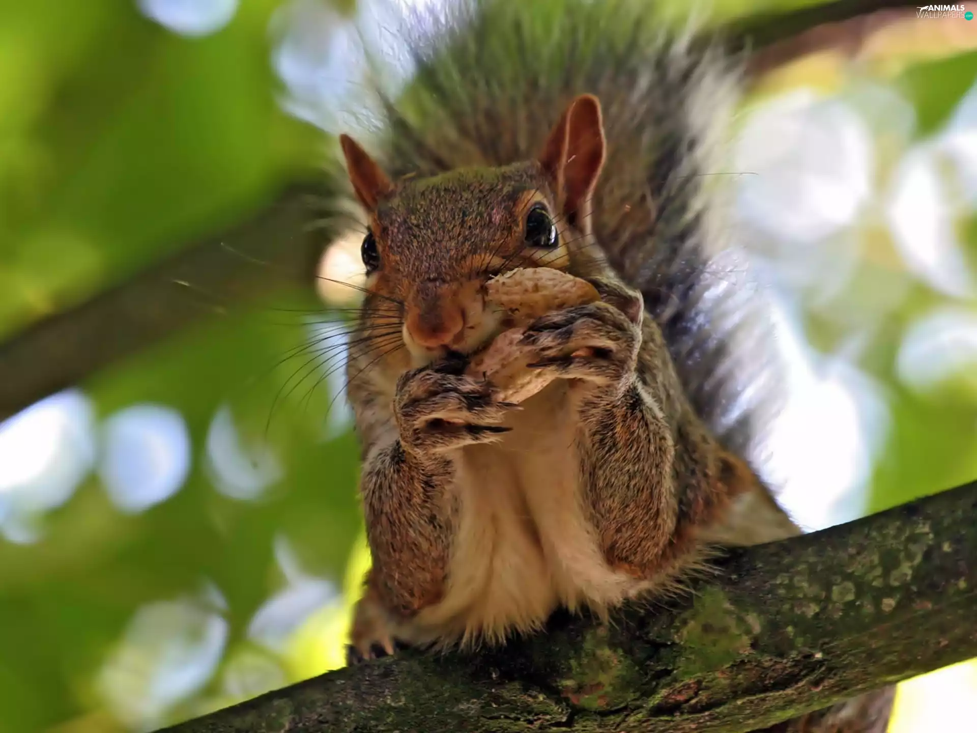 meal, squirrel, branch
