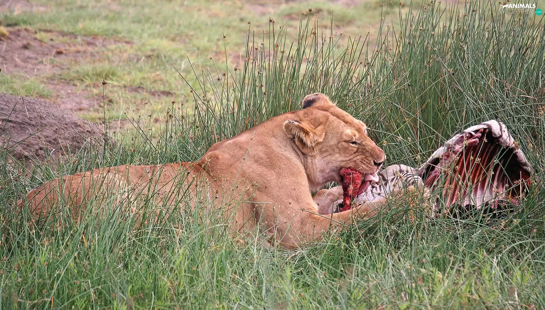meal, Lion, grass