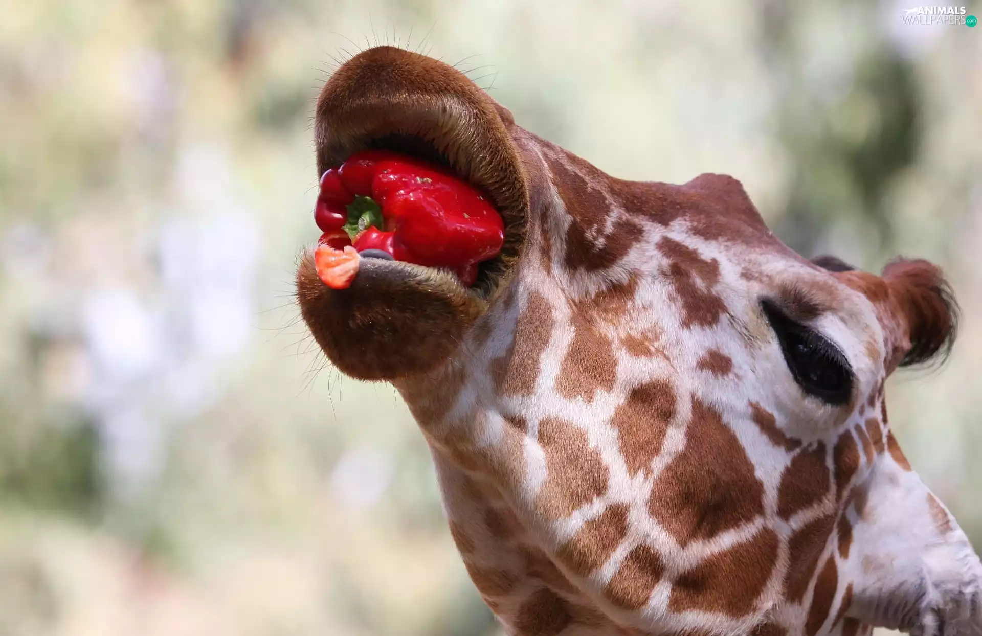 meal, giraffe, pepper