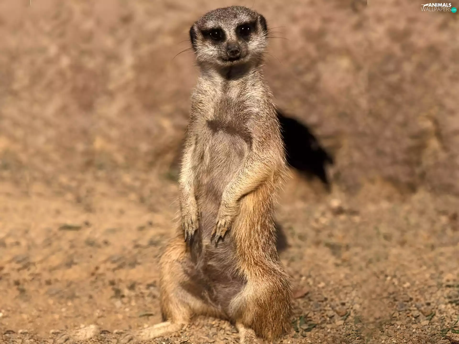 Meerkat