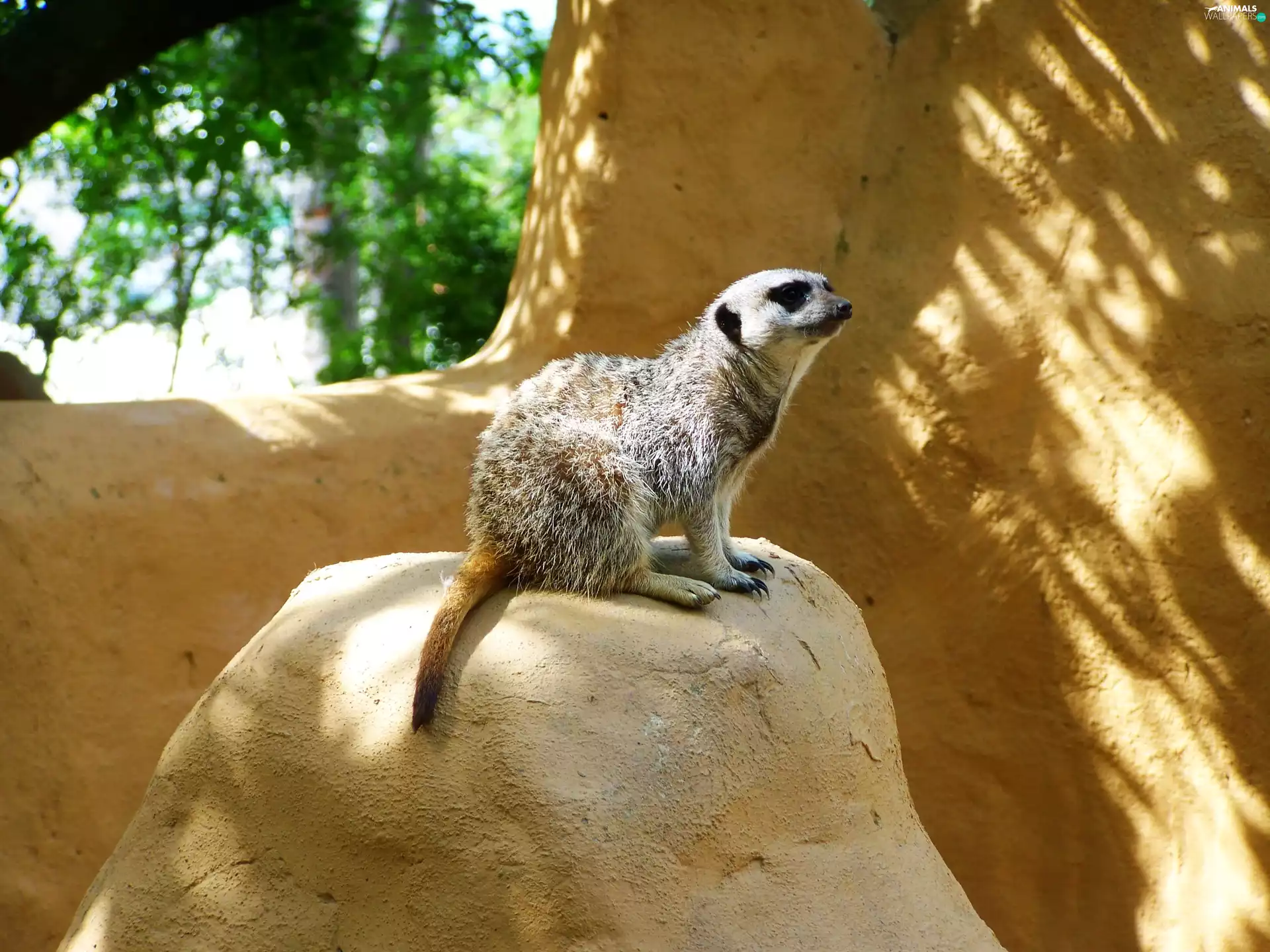 Meerkat