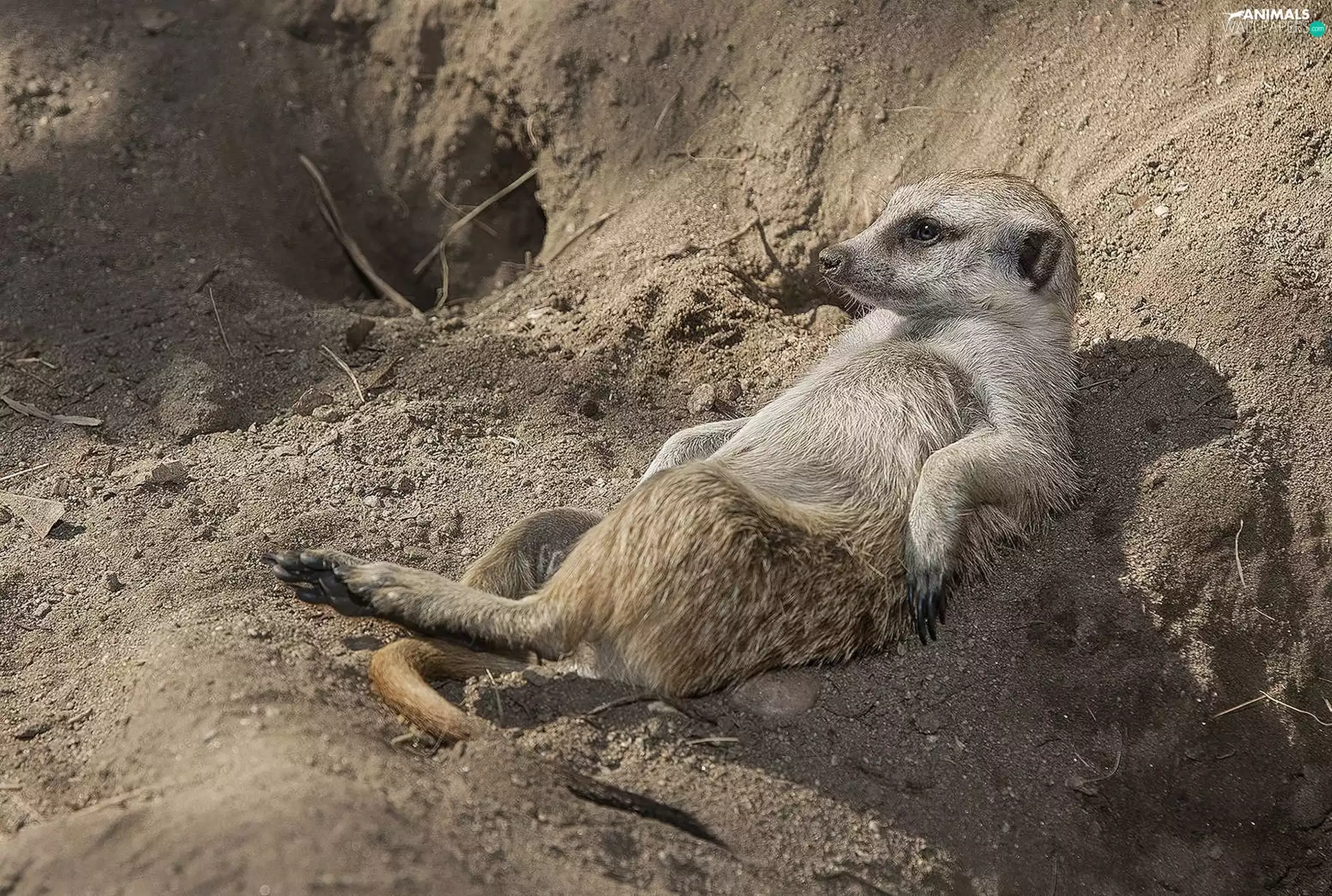Meerkat
